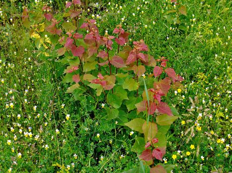 a row of seedlings of young birch trees with reddish leaves between field brothers