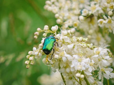 A black beetle with a green tint saves pollen on white small flowers