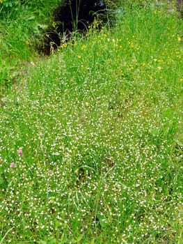 Small white and yellow petals of flowers on a background of green grass