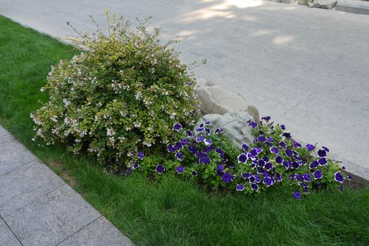 blossoming white decorative shrub and blue petunias with a white rim near the stone on the lawn along the stone pavement