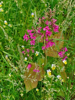 Small pink and white wildflowers with leaves on a background of green grass