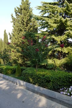 A promenade park alley with beautiful decorative greenery along its sides