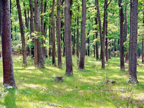 pillars of tall deciduous trees in the middle of the forest