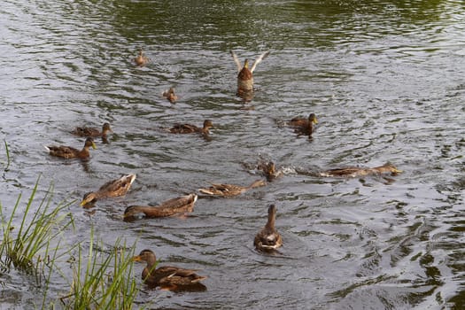 a flock of gray ducks in the middle of a pond with reeds