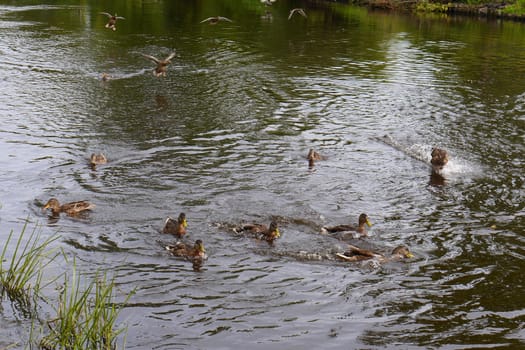 A flock of wild ducks sits in flight on the lake and covers the surface of the water with ripples