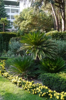 composition of palm trees, ornamental bushes and yellow flowers