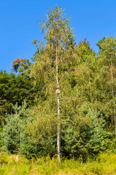 Young green birch beside the little son of a young blue against the background of a clear blue sky