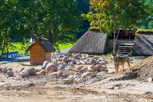 a dog standing in the sand with scattered stones around the background of a small decorative house