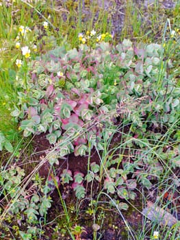 Green exotic ornamental flowers on the background of field grass