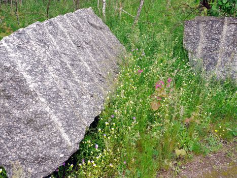 colored wild flowers among the thick green herbs between two stone boulders in the woods