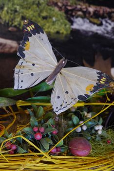 Moth with white wings with black tips against the background of mushrooms and berries