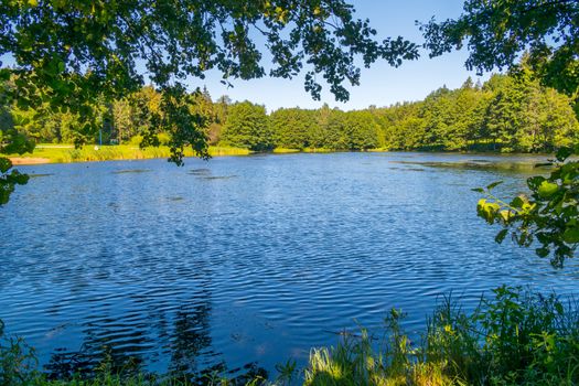 A large blue clear lake against the background of tall green leafy trees in the summer sun