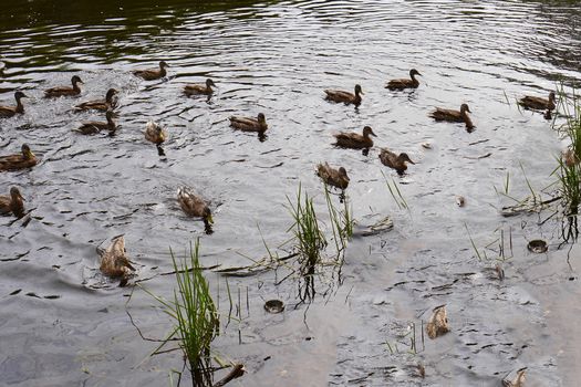 A huge number of water ducks swim across the pond in the rays of sunlight