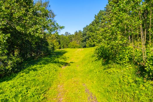 A forest trail leading to a large spacious glade against the background of tall deciduous trees