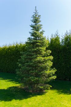 Green slender Christmas tree in the park on a soft carpet of grass against a clear blue sky.