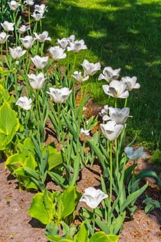 Delicate white daffodils growing under the sunlight of the summer sun. Beautiful and positive flowers looking at which improves the mood.