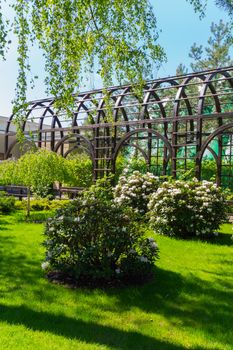 Luxury fresh white bushes of white flowers in a park on an emerald green grass growing in the shade of a tree.