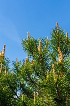 Small embryos of cones on coniferous branches in the rays of a warm summer sun