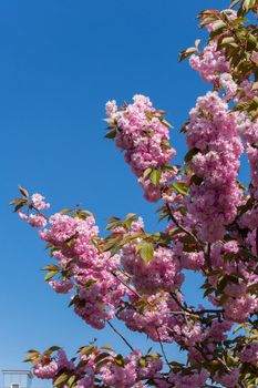 a branch with thick inflorescences of rose cherry on the background of a clear blue sky