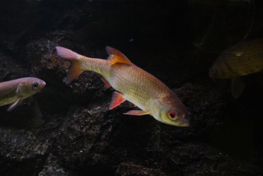 Two fish with shiny scales, red fins and large, golden eyes