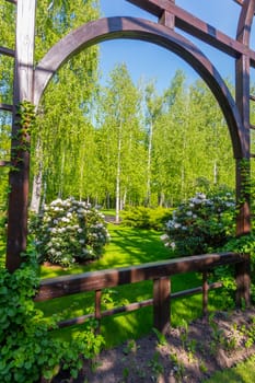 A view of the park with birches and white rose bushes through wooden railing