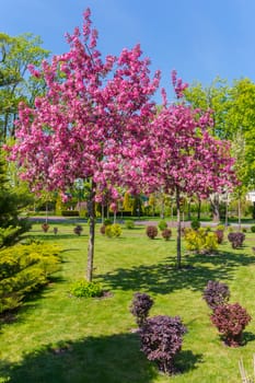 beautiful pink blossoming trees on a green lawn