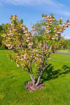 A young chestnut tree starting to blossom on a green lawn