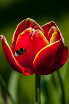 chop a striped bumble bee on the background of a bright red tulip with a yellow fringe