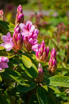 Pink buds of gorgeous flowers are ready to blossom and tender petals are already blossoming against the background of green narrow leaves.