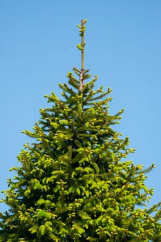 high lush spruce in the background of a beautiful clear sky