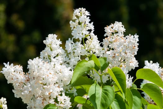 Beautiful with flowering white petals branch of a bush with delicate green leaves and a charming aroma.