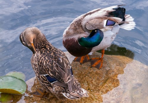 gorgeous with shiny feathers uchi emerged from the water on the stone to be cleaned