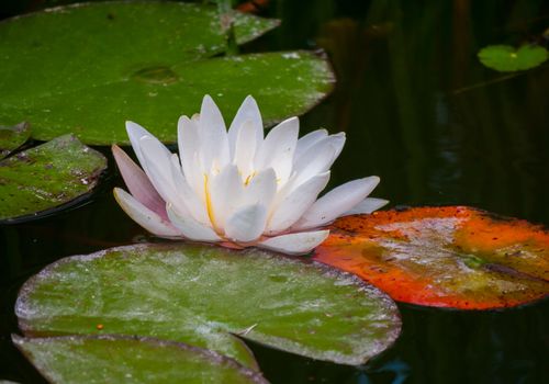 A white flower with dense petals growing up on the water among wide sheets of water-lily green hue.