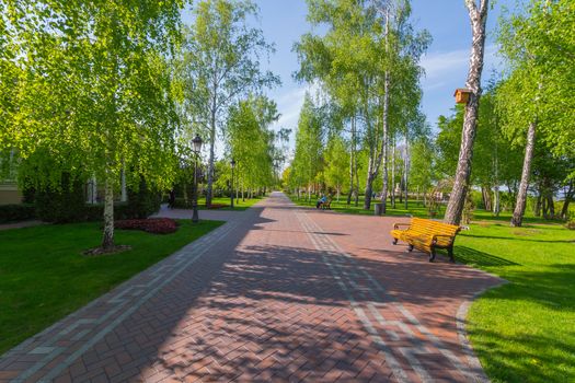 A long alley retreating into the distance in a park with a birch grove a bench with a resting man and a bird's eye for birds on a tree.