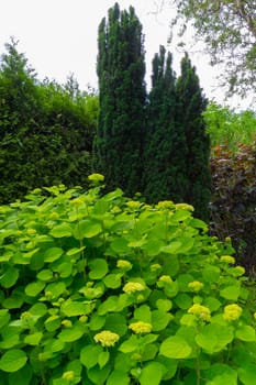 bright green leaves of a bush against the background of Tuja and cypresses