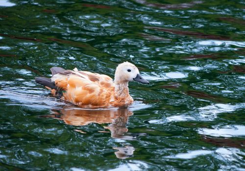 A beautiful, wild white duck in red spots floats on the water like a sailboat in search of something to profit