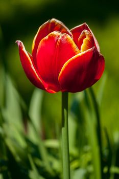 in the focus is a large red tulip with yellow framed petals