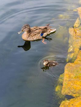 Mother duck with a duckling sail in search of food. A caring mother teaches him