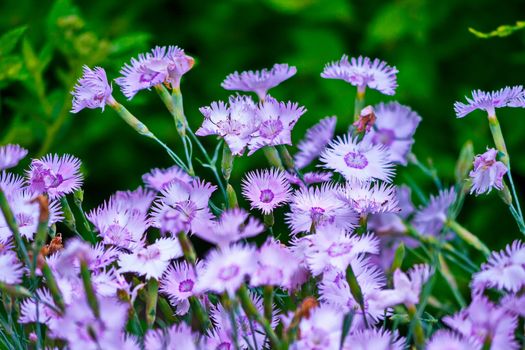 Cornflowers blossomed light purple. Many beautiful flowers