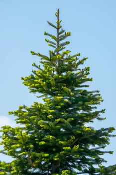 The top of a green, juicy pine tree against the blue sky. You can decorate for the new year