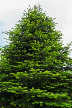 spruce with green branches resembling snowflakes in form of looking at which you remember the new year