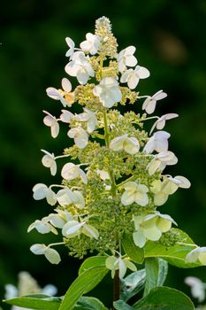 A charming flower with a thin stalk and white petals with many small buds with seeds. It looks very fresh and cute.