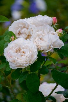 white with a pink tinge of roses opened their lush flowers on a green bush