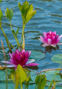 Flowering decorative pink lilies with huge lush petals in the middle of a blue lake