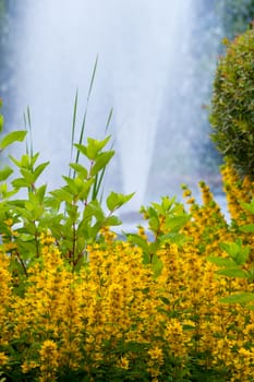 Beautiful decorative yellow flowers with green leaves against the background of a beating up fountain