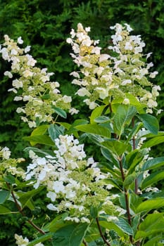 Blossoming early spring white flowers on a branch with green leaves