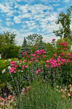 high stems of chicory on the background of tea rose bushes