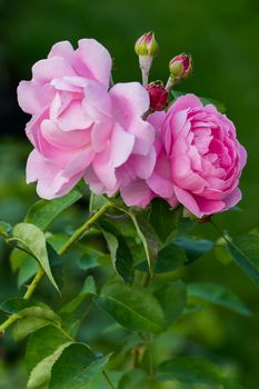 beautiful roses with blossoming petals with a beautiful gentle smell