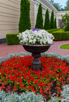 luxurious natural still life large bowl with white flowers surrounded by growing on the ground red petals