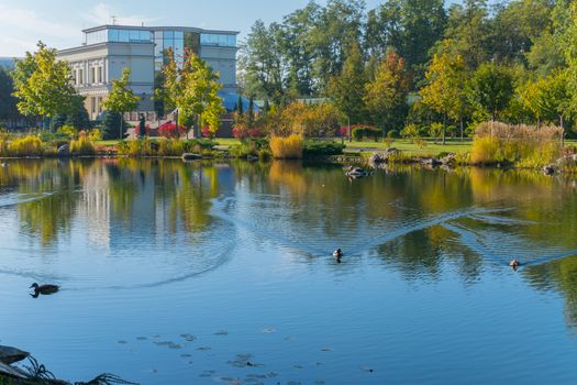 The city pond and three ducks floating in it. Everyone swims in different directions